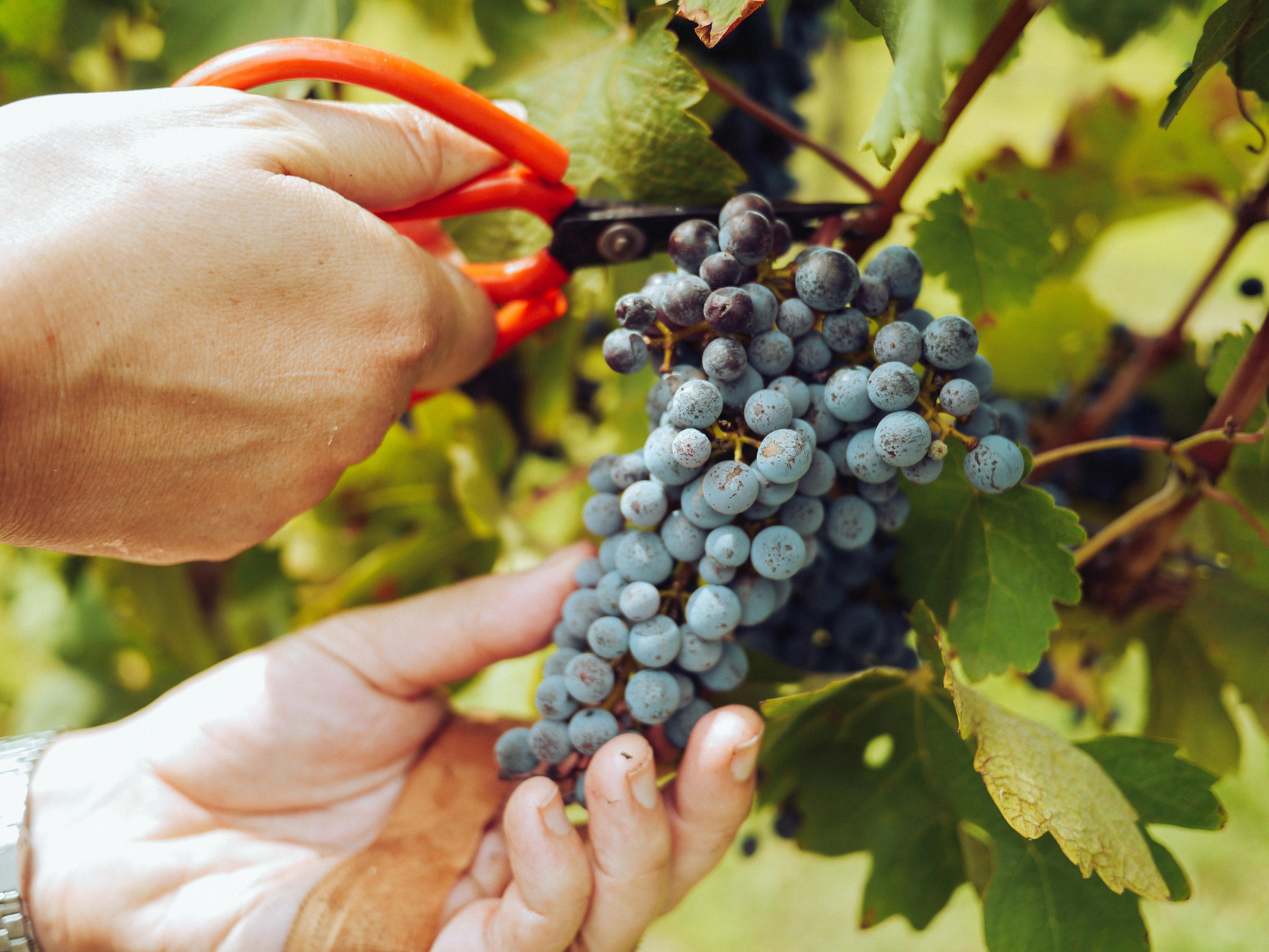 Grape harvest at an Italian wine estate