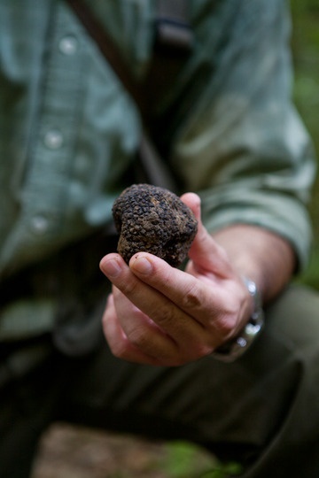 Black truffle shaved over pasta